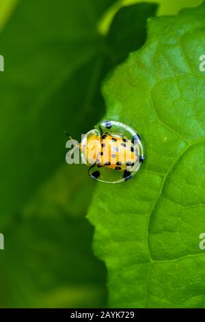 Aspidomorpha Miliaris, Béolle Tortue Dorée Banque D'Images
