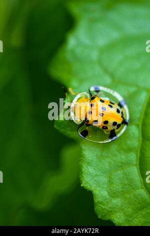 Aspidomorpha Miliaris, Béolle Tortue Dorée Banque D'Images