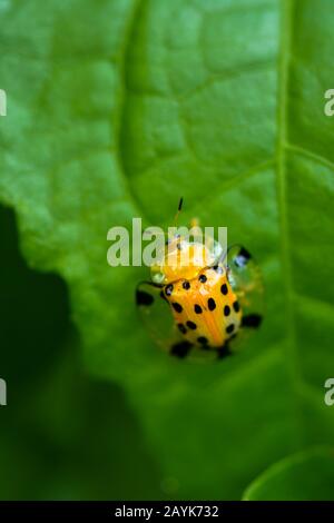 Aspidomorpha Miliaris, Béolle Tortue Dorée Banque D'Images
