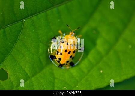 Aspidomorpha Miliaris, Béolle Tortue Dorée Banque D'Images