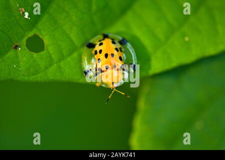 Aspidomorpha Miliaris, Béolle Tortue Dorée Banque D'Images