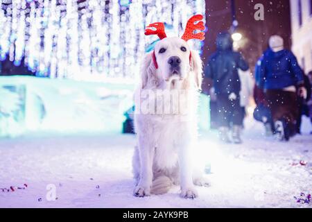 Un chien heureux du Labrador qui pose des rennes se trouve près de la neige de Noël hiver Banque D'Images