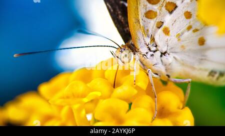 Papillon fleur gros plan sur sit Banque D'Images