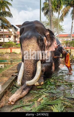 Éléphant de temple non identifié, Cochin, Kerala, Inde Banque D'Images