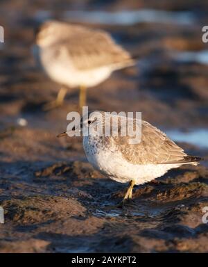 Une paire de Knot (Calidris canutus) se nourrissant à marée basse, Lindisfarne, Northumberland Banque D'Images