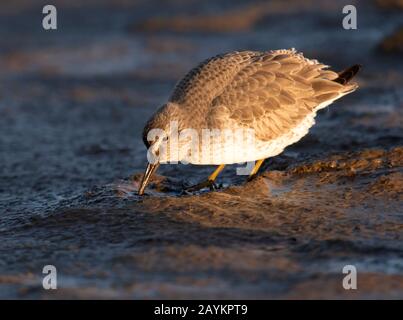 Un Knot (Calidris canutus) se nourrissant à marée basse, Lindisfarne, Northumberland Banque D'Images