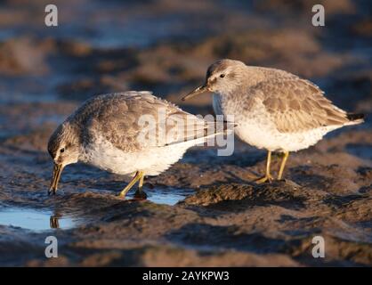 Une paire de Knot (Calidris canutus) se nourrissant à marée basse, Lindisfarne, Northumberland Banque D'Images