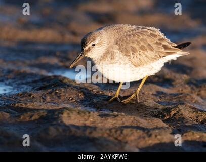 Un Knot (Calidris canutus) se nourrissant à marée basse, Lindisfarne, Northumberland Banque D'Images