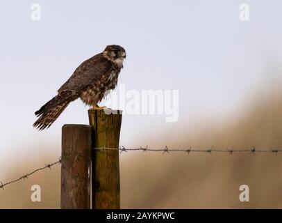 Une femelle sauvage Merlin (falco columbarius) perchée sur un poteau en bois scannant la proie, Northumberland Banque D'Images