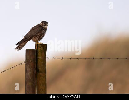 Une femelle sauvage Merlin (falco columbarius) perchée sur un poteau en bois scannant la proie, Northumberland Banque D'Images