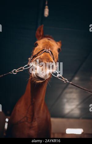 surprise cheval dans le décrochage, vue rapprochée de l'amusement cheval snout avec l'espace de copie Banque D'Images