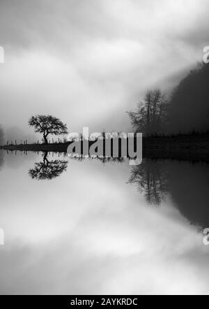 Arbre miroir sur un matin nuageux et brumeux Banque D'Images