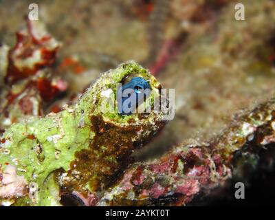 Mer Rouge imiter ( cirrosus mimoblennius blennies) Banque D'Images