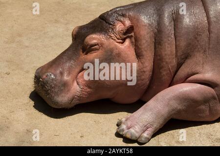 Hippopotame dans le zoo de Chiang Mai, Thaïlande. Banque D'Images