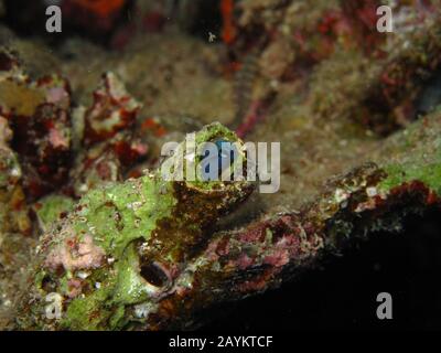 Mer Rouge imiter ( cirrosus mimoblennius blennies) Banque D'Images