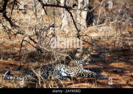 Leopard (Panthera pardus) Se Détendre dans le Bush. Kruger Park, Afrique Du Sud Banque D'Images