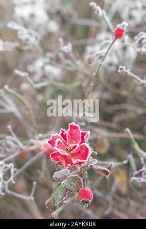 Fleur glacée rouge à l'extérieur, avec fond flou flou déflou. Banque D'Images