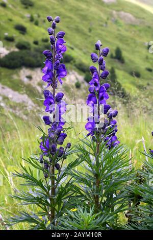 Gewöhnlicher Blauer Eisenhut, Aconitum napellus ssp. Vulgare Banque D'Images