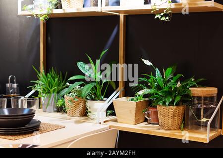 Plantes vertes dans des pots de fleurs décorant l'intérieur de la maison. Concept de jardinage à la maison. Serre intérieur. Banque D'Images