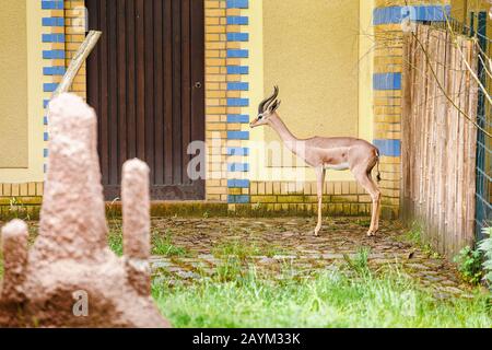 Dorcas Gazelle dans le zoo Banque D'Images