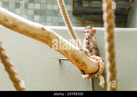 Le bébé macaque singe drôle joue et saute sur les cordes dans le zoo Banque D'Images