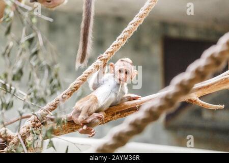 Le bébé macaque singe drôle joue et saute sur les cordes dans le zoo Banque D'Images