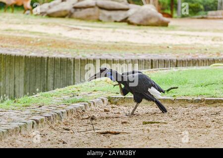 Abyssinian Northern Ground Hornbill Bucorvus abyssinicus oiseau étrange