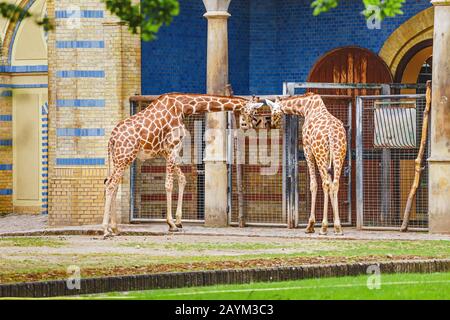 18 MAI 2018, BERLIN, ALLEMAGNE : deux Girafes Marche et communication au zoo Banque D'Images