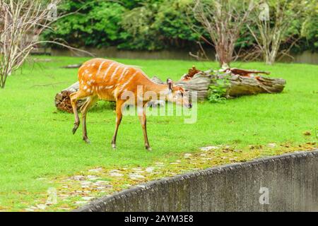 Sitatunga occidental (Tragelaphus spekii gratus) pacage sur la prairie dans le zoo Banque D'Images