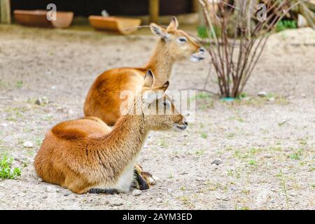 Rouge lechwe antilope Kobus leche reposant sur un terrain au zoo Banque D'Images