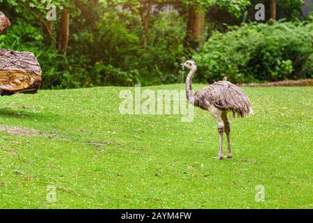 Portrait d'un autruche australien Nandu sur une herbe au zoo Banque D'Images