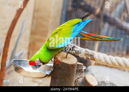 Perroquet macaw militaire à boire ou à manger au zoo Banque D'Images