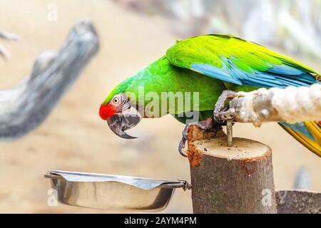 Perroquet macaw militaire à boire ou à manger au zoo Banque D'Images