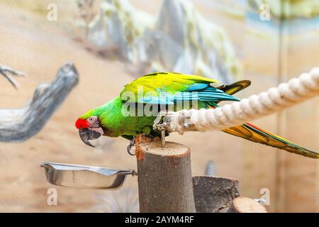 Perroquet macaw militaire à boire ou à manger au zoo Banque D'Images