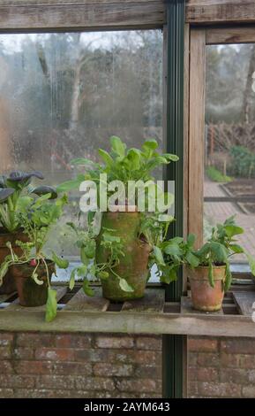 Vieux flowerpot en Terre Cuite vintage avec des plantes de Radish biologique cultivées à la maison Poussant sur un plateau en bois À L'Intérieur d'une serre dans le Devon rural, Angleterre, Royaume-Uni Banque D'Images