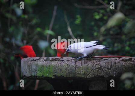 Une myna de Bali buvant de l'eau à une fontaine avec deux oiseaux rouges. Ce bel oiseau a un plumage blanc et des yeux bleus. Banque D'Images