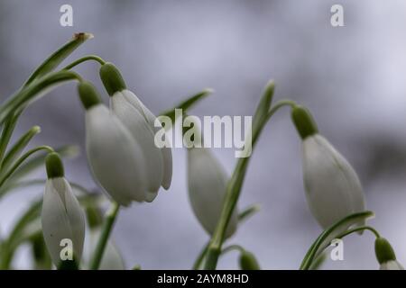 Snowdrop ou chute de neige commune (Galanthus nivalis) fleurs avec un fond bokeh Banque D'Images