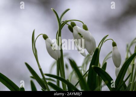 Snowdrop ou chute de neige commune (Galanthus nivalis) fleurs avec un fond bokeh Banque D'Images