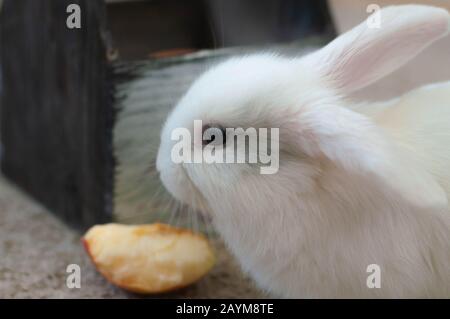 petite lap domestique blanc lapin pose de longue haleine Banque D'Images