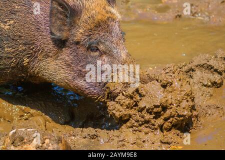 Sanglier, porc, sanglier (Sus scrofa), pousse la boue avec son tronc, Autriche, Tyrol Banque D'Images