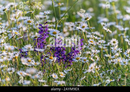 Prairie cloary, pré sage (Salvia pratensis), floraison dans un pré avec des daisies, Allemagne, Bavière Banque D'Images