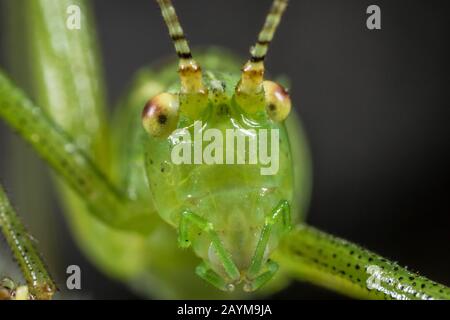 Cricket moucheté, cricket de brousse moucheté (Leptophytes punctatissima), portrait, vue avant, Allemagne Banque D'Images