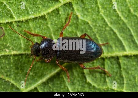 Dendroctone du sol (Ophonus ardosiacus), sur une feuille, Allemagne Banque D'Images