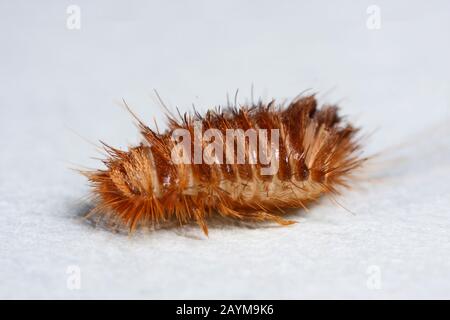 Divers coléoptères de tapis (Anthrenus verbasci), larva, Allemagne Banque D'Images