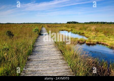 Étang de Haaksbernerveen avec sentier planté, Pays-Bas, Overijssel, Haaksbergen Banque D'Images