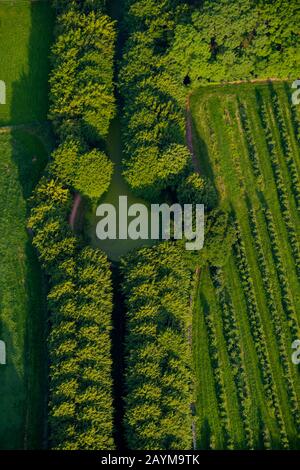 Manoir de Seesternmuehe avec allée de tilleul et culture de fruits, vue aérienne, Allemagne, Schleswig-Holstein Banque D'Images