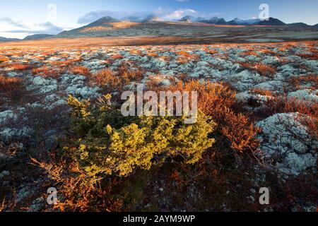 Bouleau nain lisse, bouleau nain, bouleau nain, bouleau nain (Betula nana), toundra avec lichen renne, Cladonia rangiferina, Norvège, Parc national de Rondane Banque D'Images