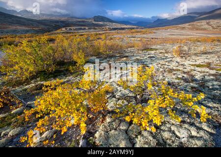 Bouleau nain lisse, bouleau nain, bouleau nain, bouleau nain (Betula nana), toundra avec des oiseaux et des berges dans le parc national de Rondane en automne, Norvège, Parc national de Rondane Banque D'Images