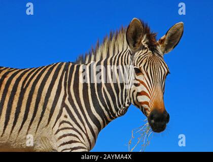 Hartmann's Mountain Zebra, Mountain Zebra (Equus zebra hartmannae), portrait, Afrique du Sud Banque D'Images