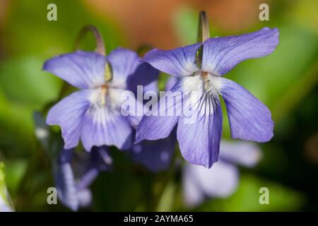 Violet commun, commun chien-violette (Viola riviniana), fleurs, Allemagne Banque D'Images